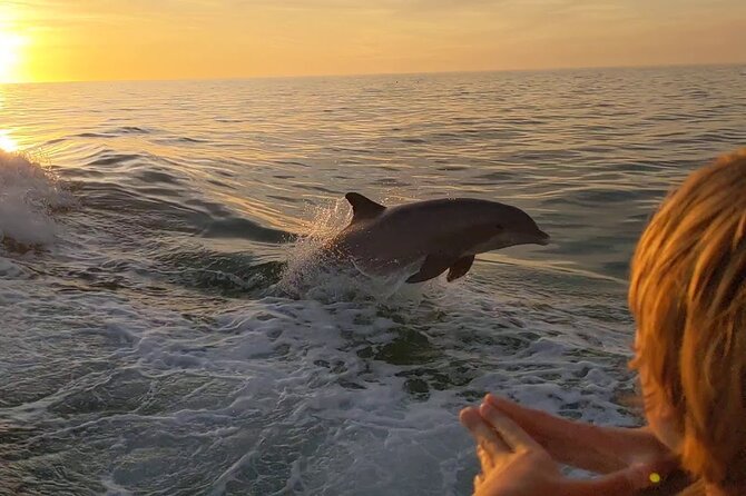 Dolphins at sunset